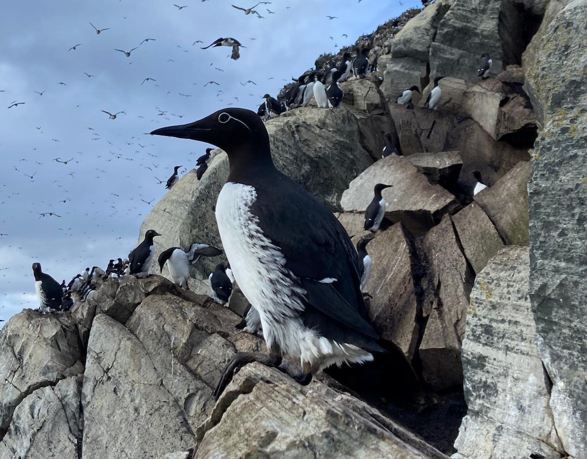 Common Murre - ML646126779
