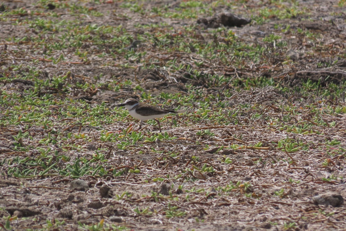 Wilson's Plover - ML646126781