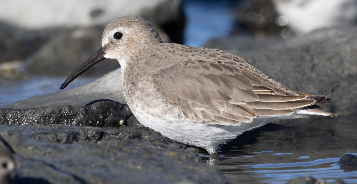 Dunlin - ML646126783