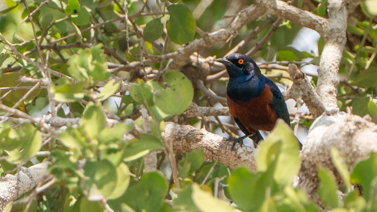 Shelley's Starling - ML646126784
