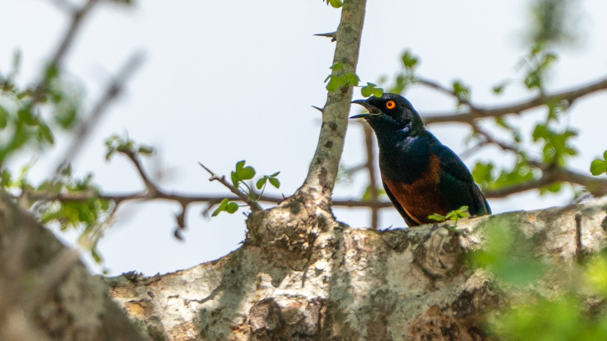 Shelley's Starling - ML646126785