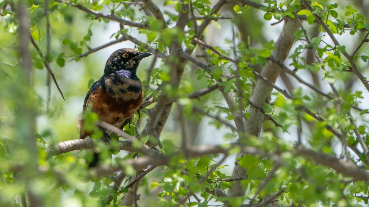Shelley's Starling - ML646126786