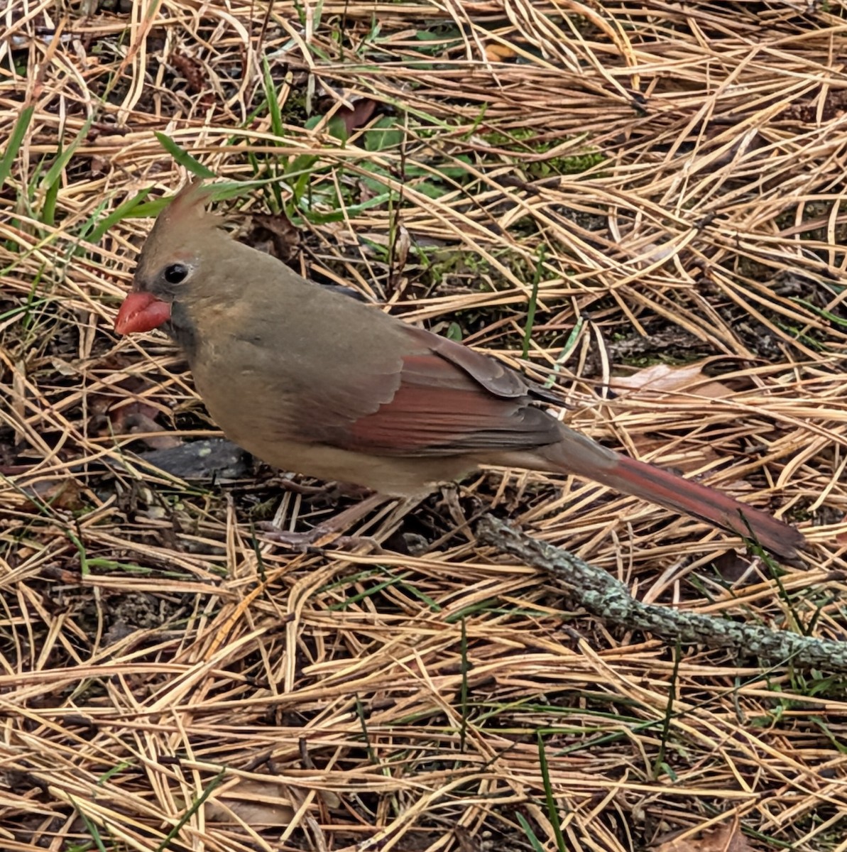 Northern Cardinal - ML646126787