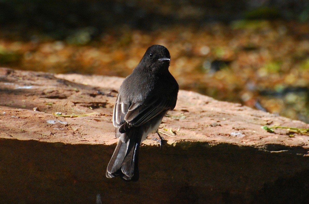 Black Phoebe - ML646126791