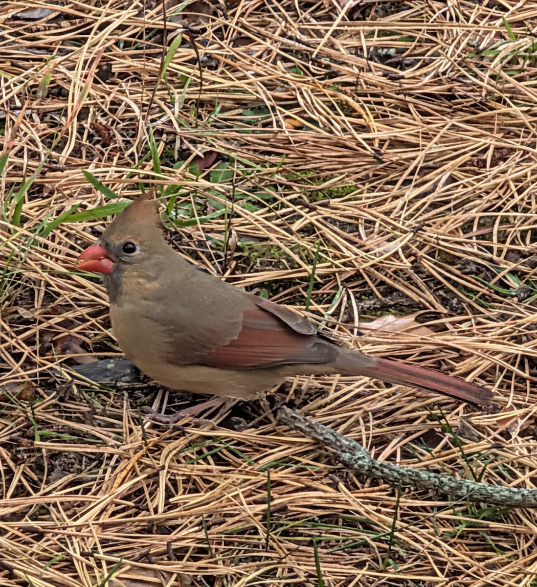 Northern Cardinal - ML646126792