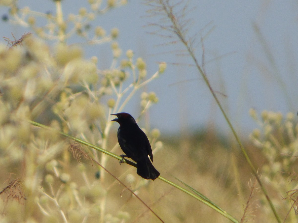 Chestnut-capped Blackbird - ML646126800