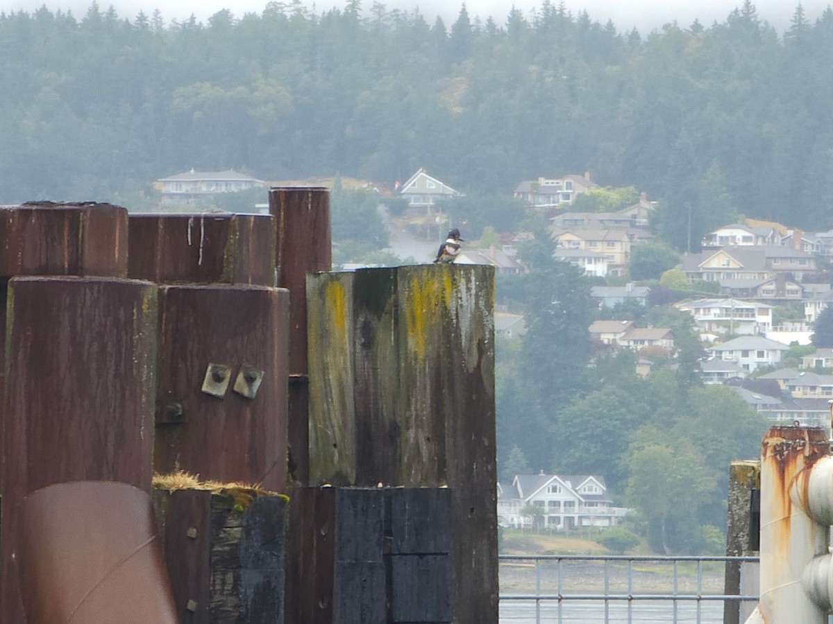 Belted Kingfisher - ML646126802