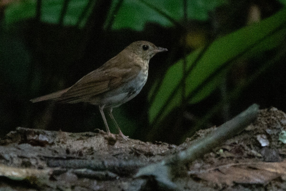 viriskogtrost - ML646126803