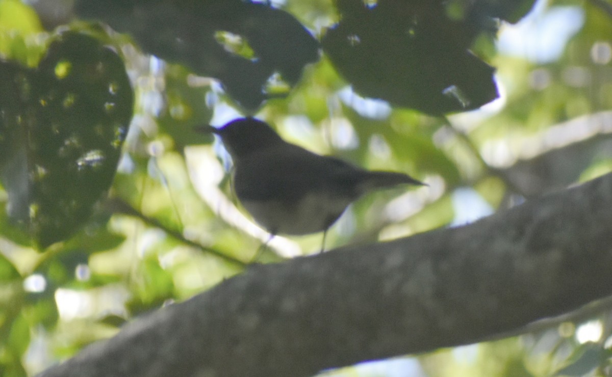 White-throated Thrush - ML646126811