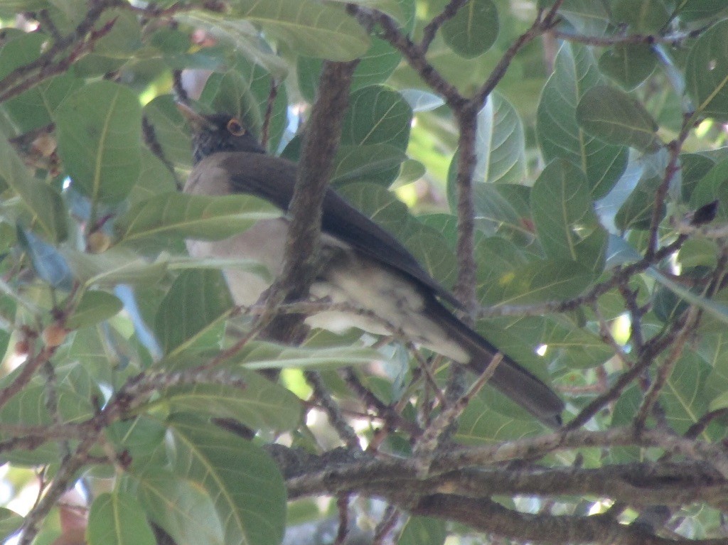 White-throated Thrush - ML646126812