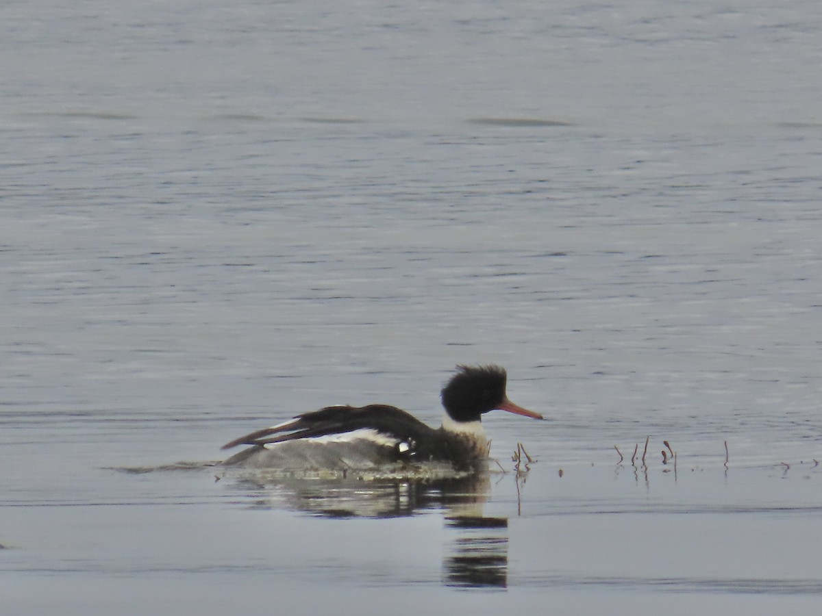 Red-breasted Merganser - ML646126813