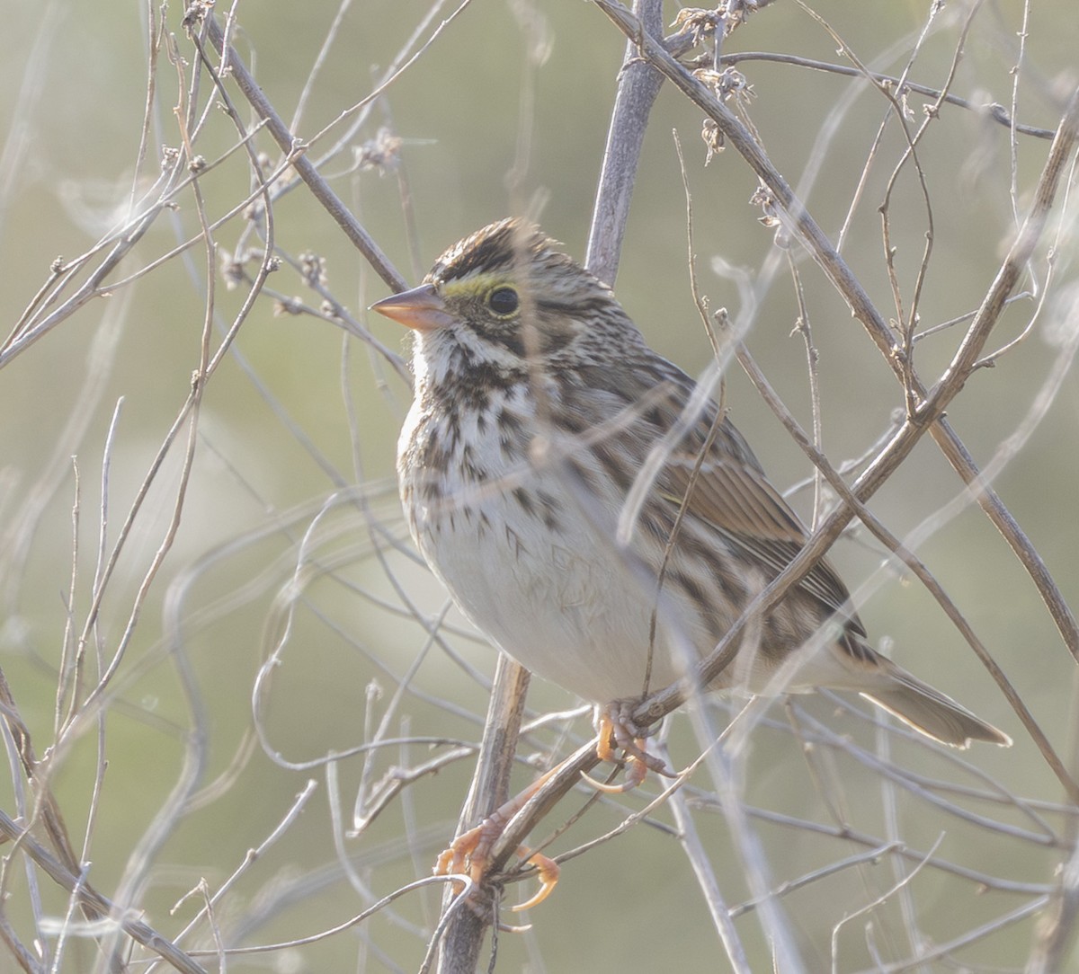Savannah Sparrow - ML646126814