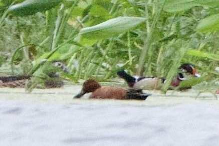 Cinnamon Teal - ML646126822