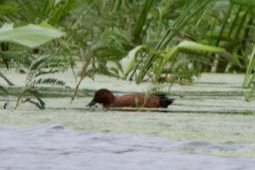 Cinnamon Teal - ML646126824