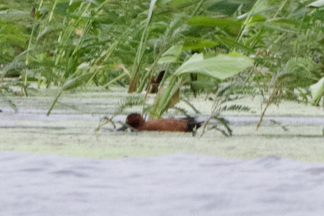 Cinnamon Teal - ML646126825