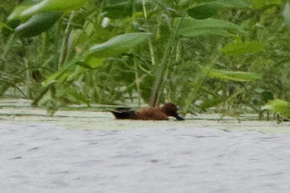 Cinnamon Teal - ML646126826