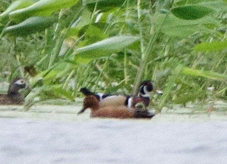 Cinnamon Teal - ML646126827