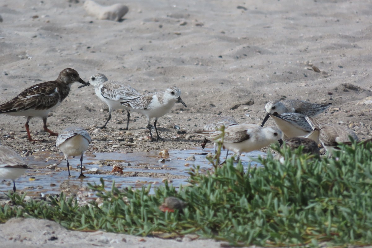 Sanderling - ML646126832