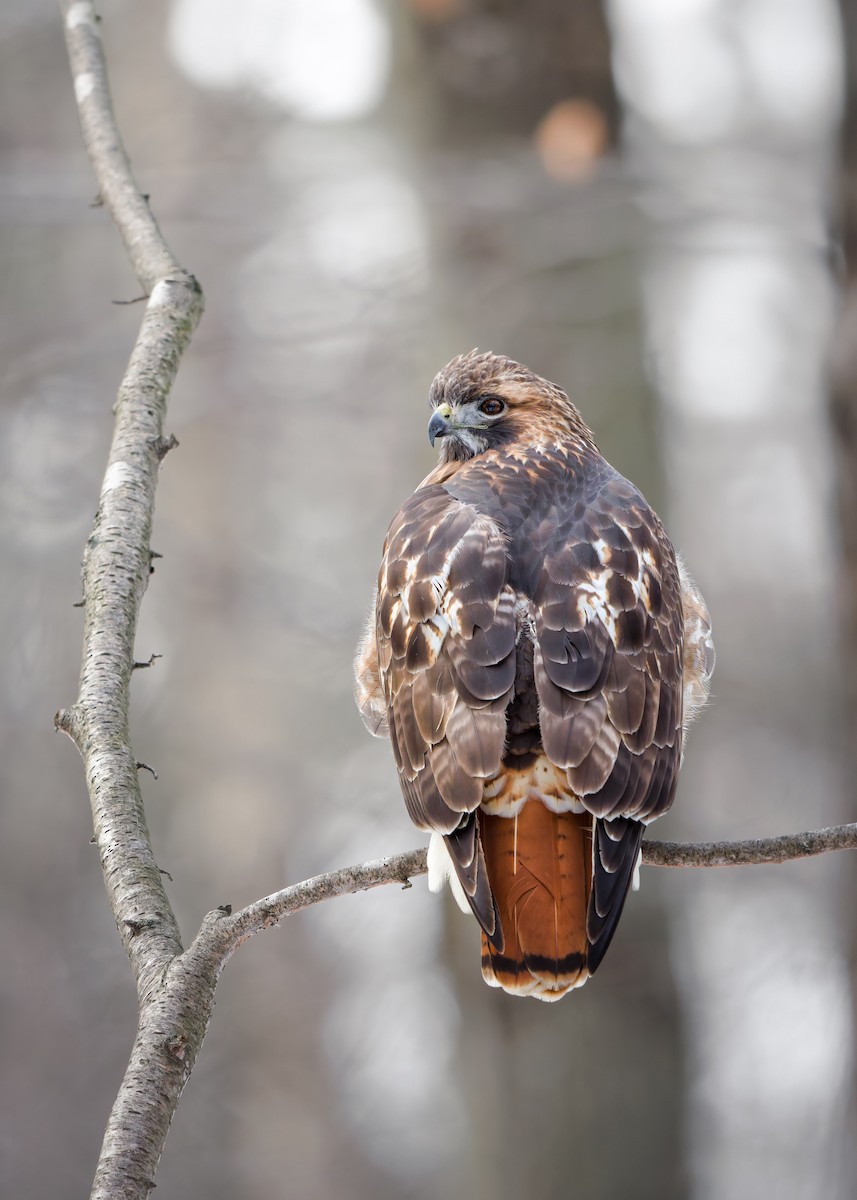 Red-tailed Hawk - ML646126833