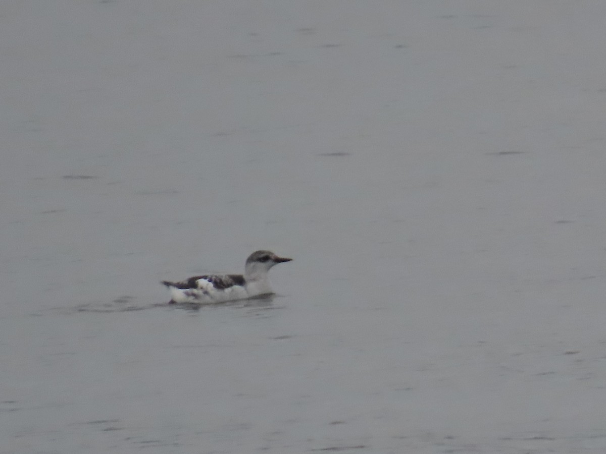 Black Guillemot - ML646126834