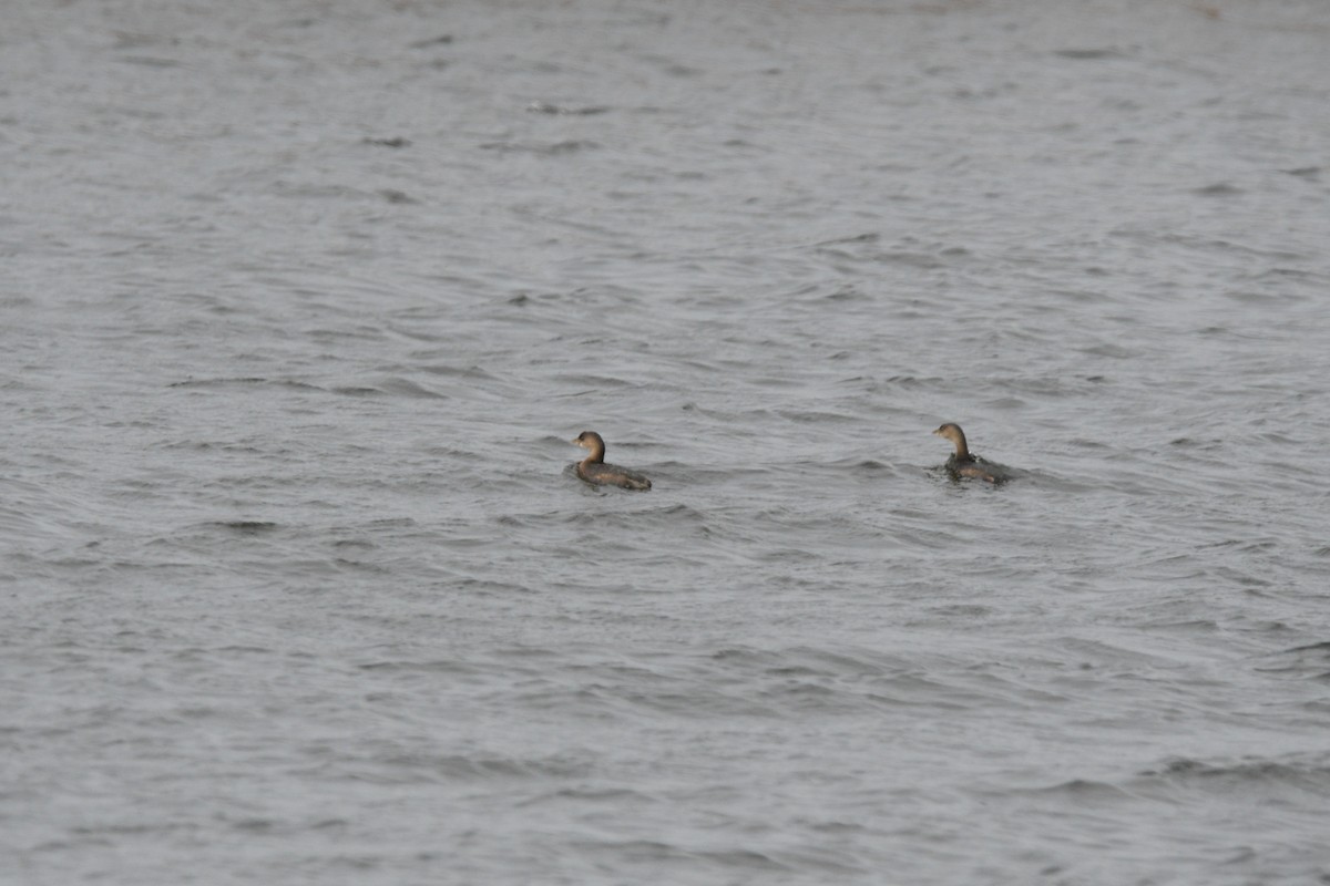 potápka americká - ML646126835