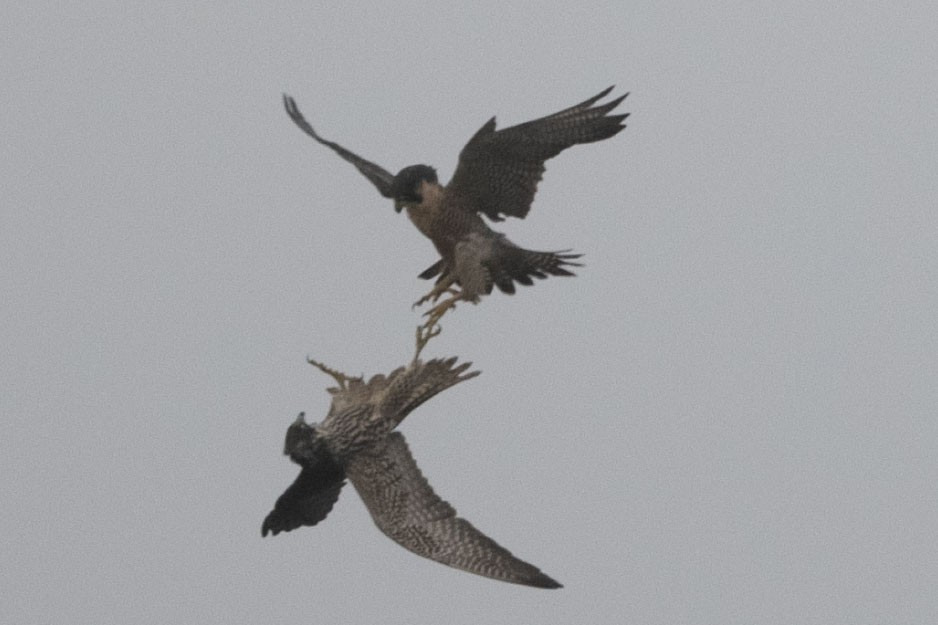 遊隼 - ML646126836