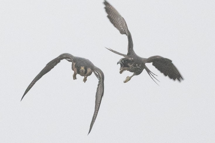 遊隼 - ML646126844