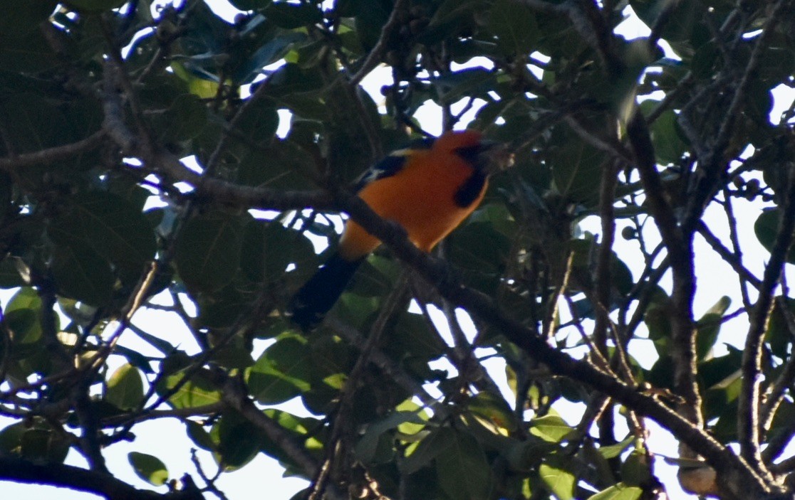 Altamira Oriole - ML646126845