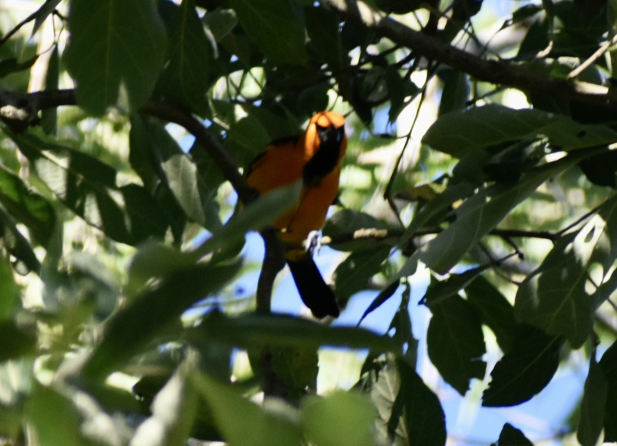 Altamira Oriole - ML646126846