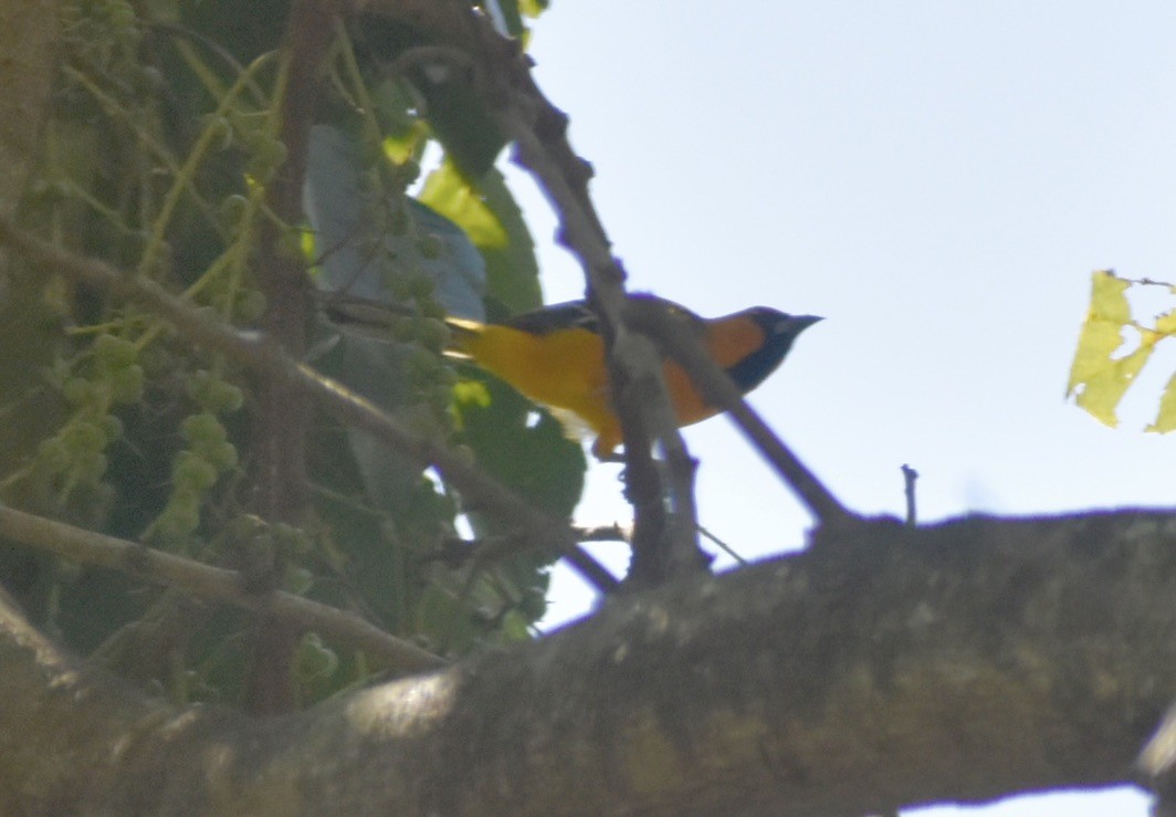Altamira Oriole - ML646126847