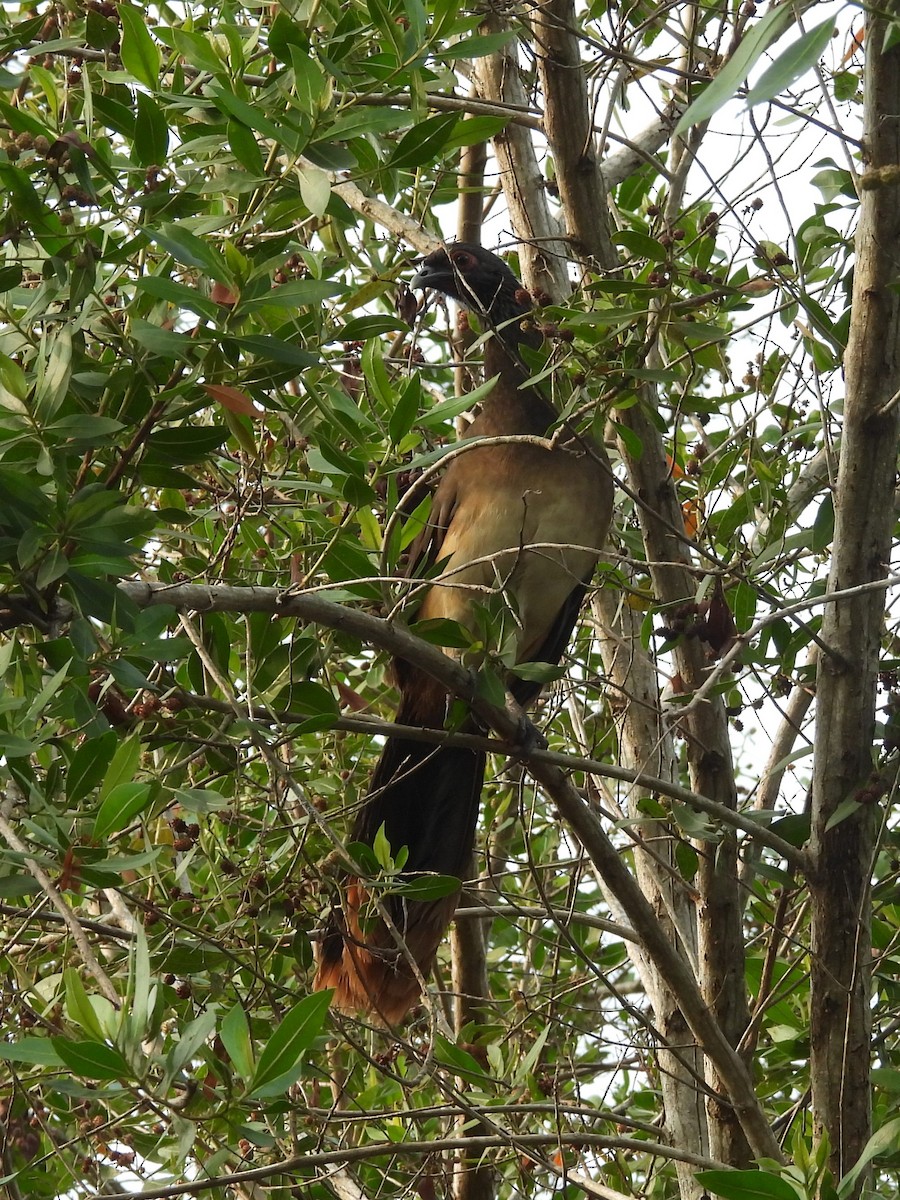 West Mexican Chachalaca - ML646126850