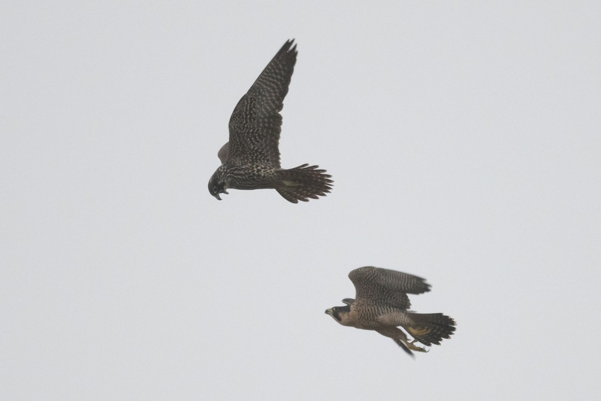 遊隼 - ML646126851