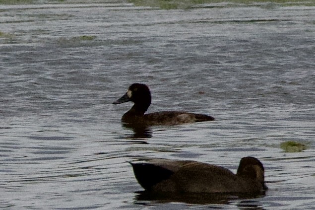 Greater/Lesser Scaup - ML646126852