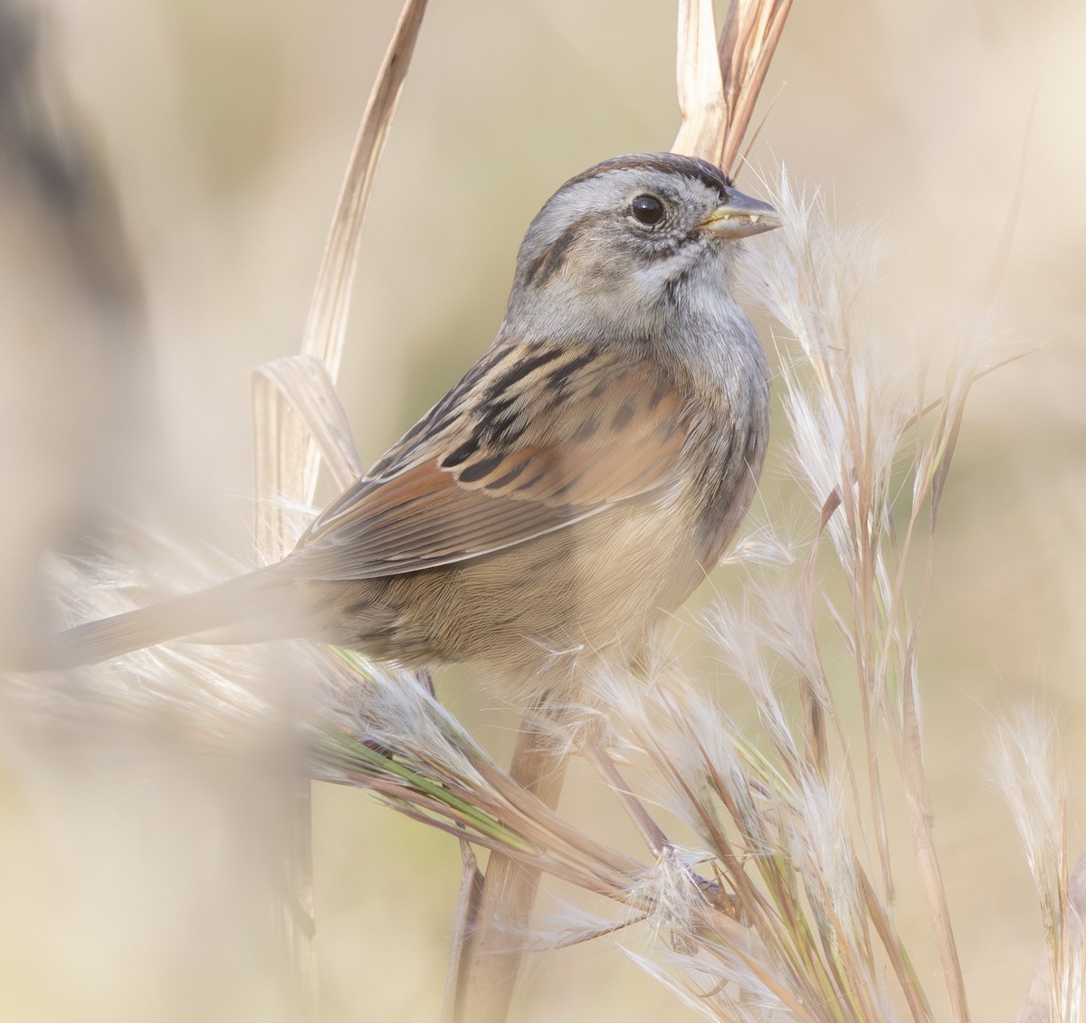 Swamp Sparrow - ML646126854