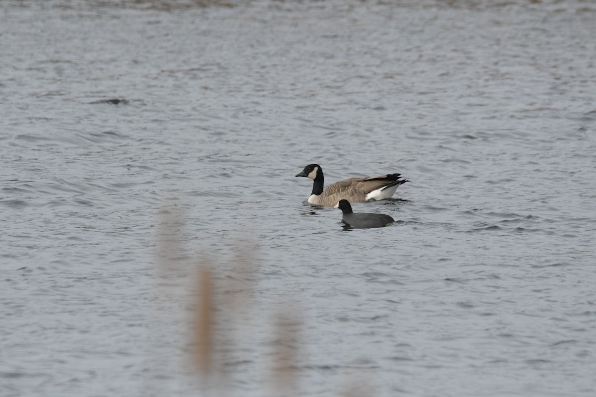 lyska americká - ML646126857