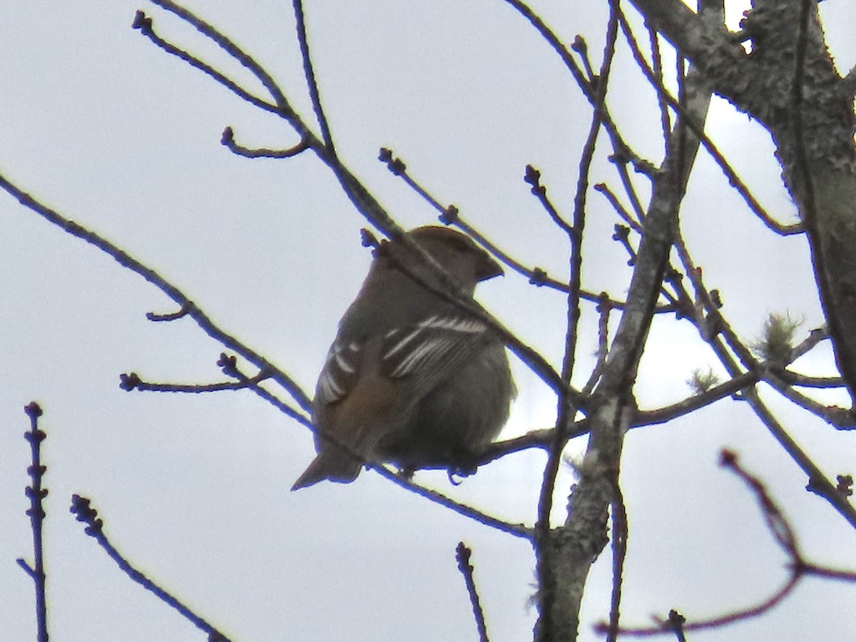 Tayga Çütresi - ML646126858