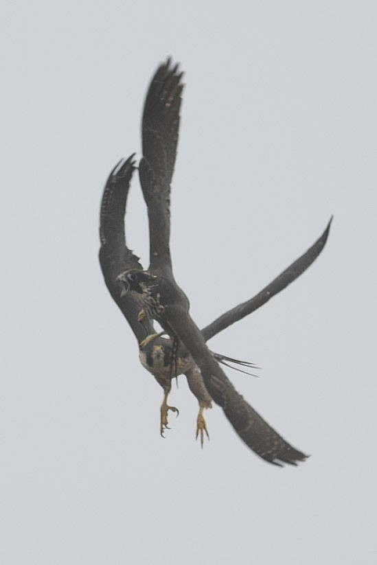 遊隼 - ML646126859