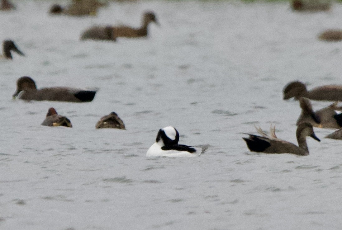 Bufflehead - ML646126860