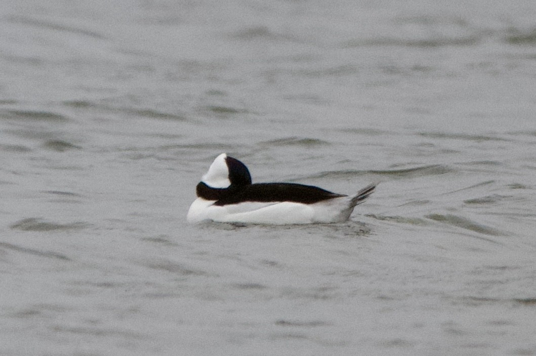 Bufflehead - ML646126861