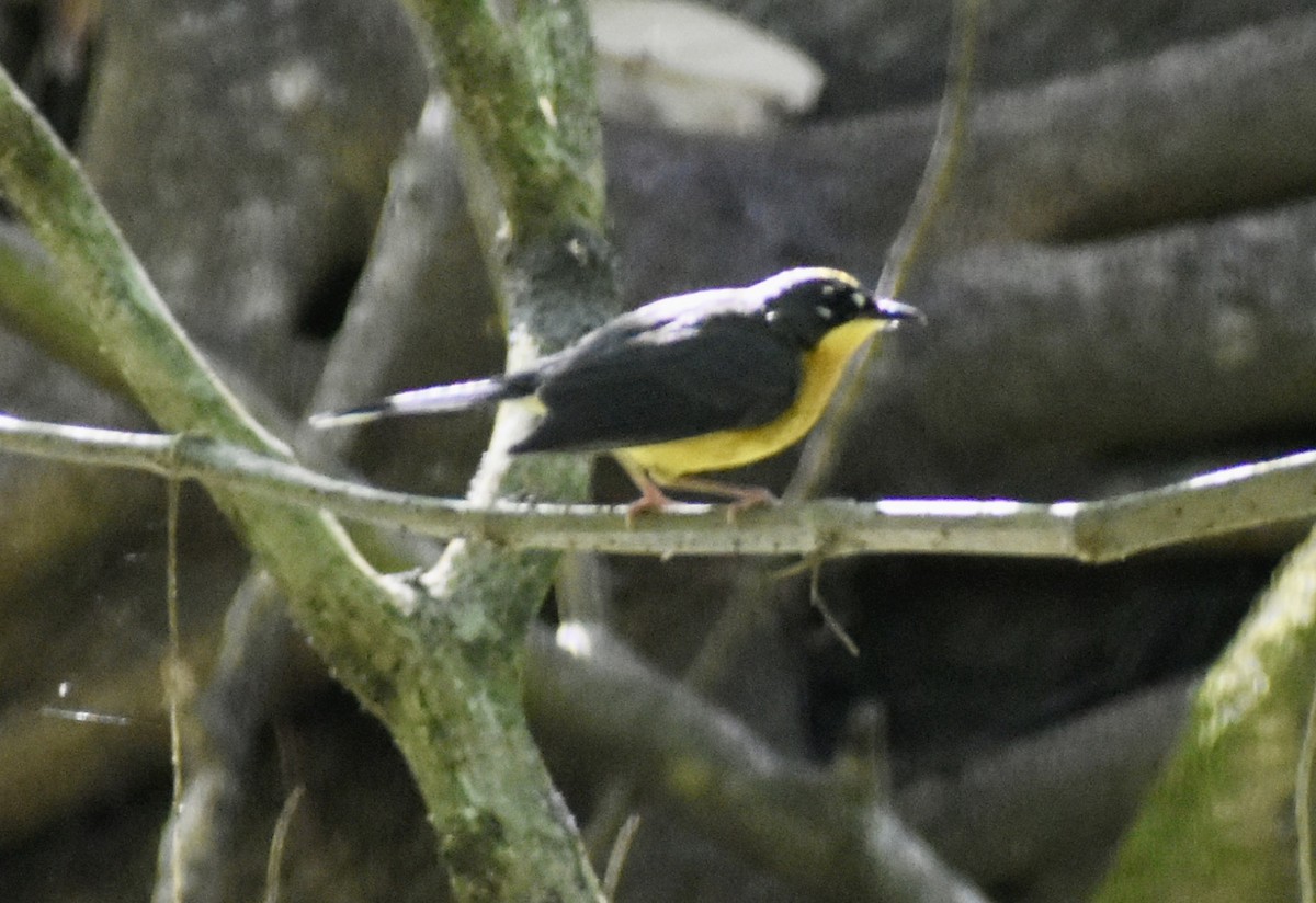 Fan-tailed Warbler - ML646126866