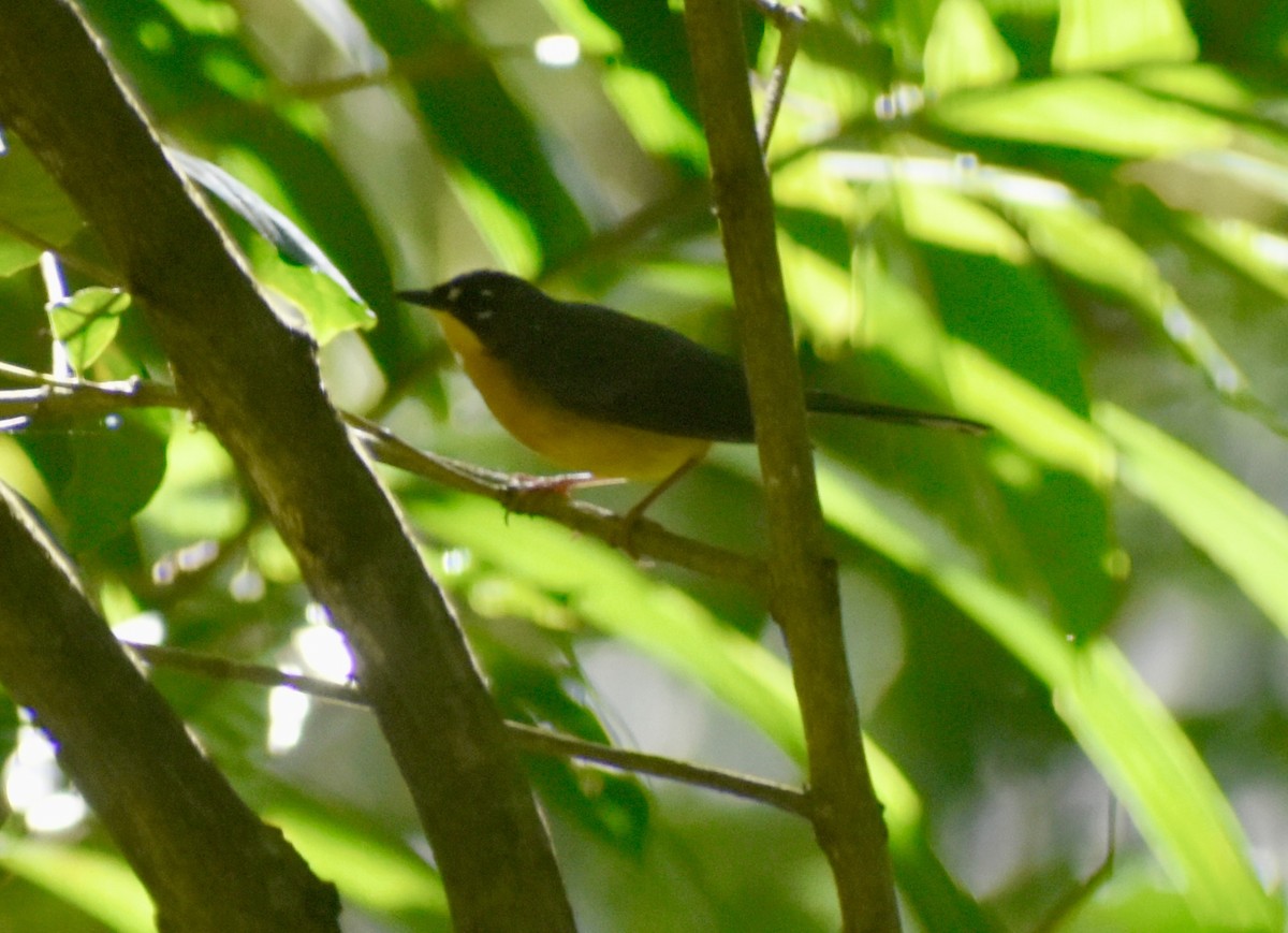 Fan-tailed Warbler - ML646126867