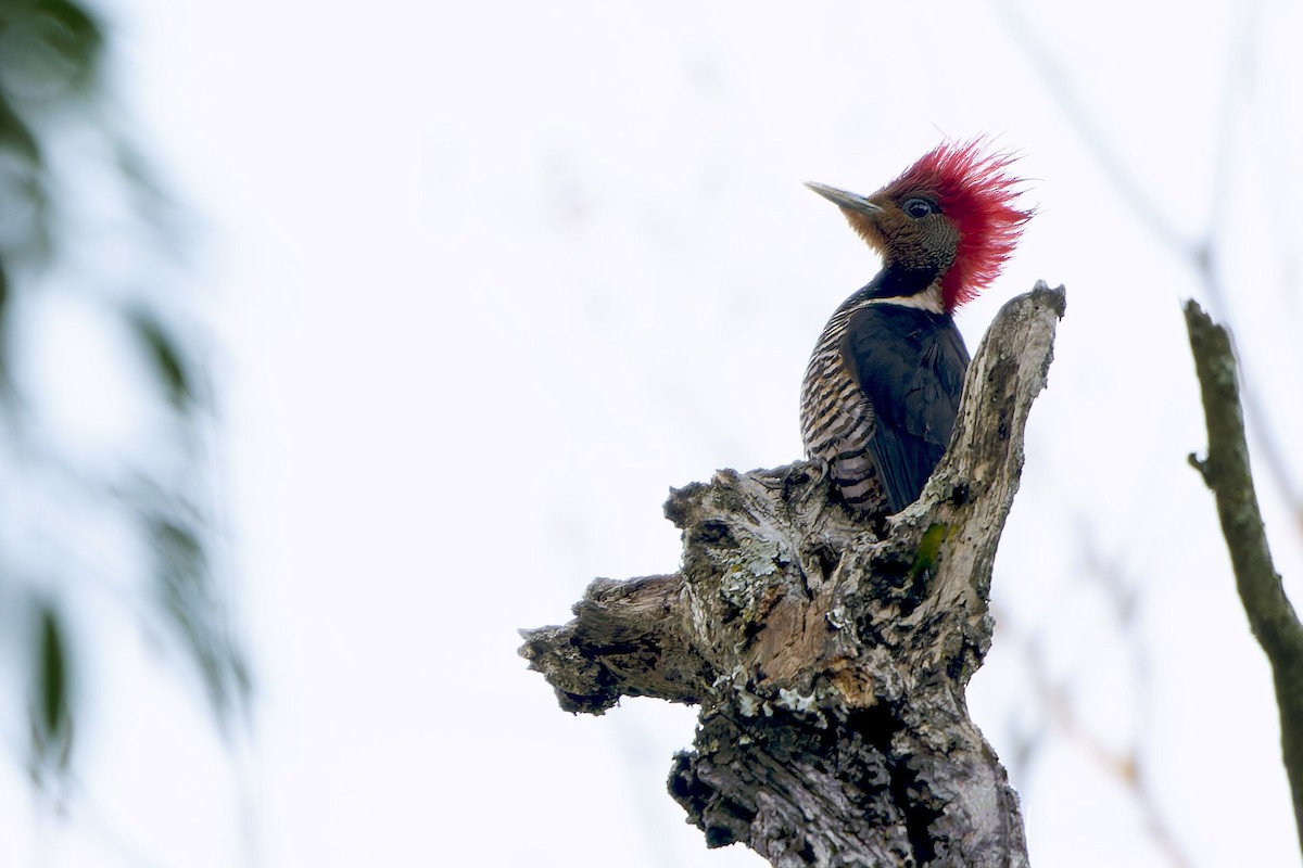 Pic casqué - ML646126869