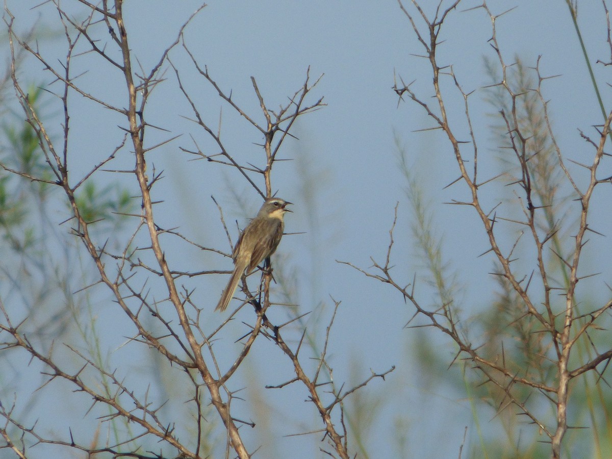 Long-tailed Reed Finch - ML646126872