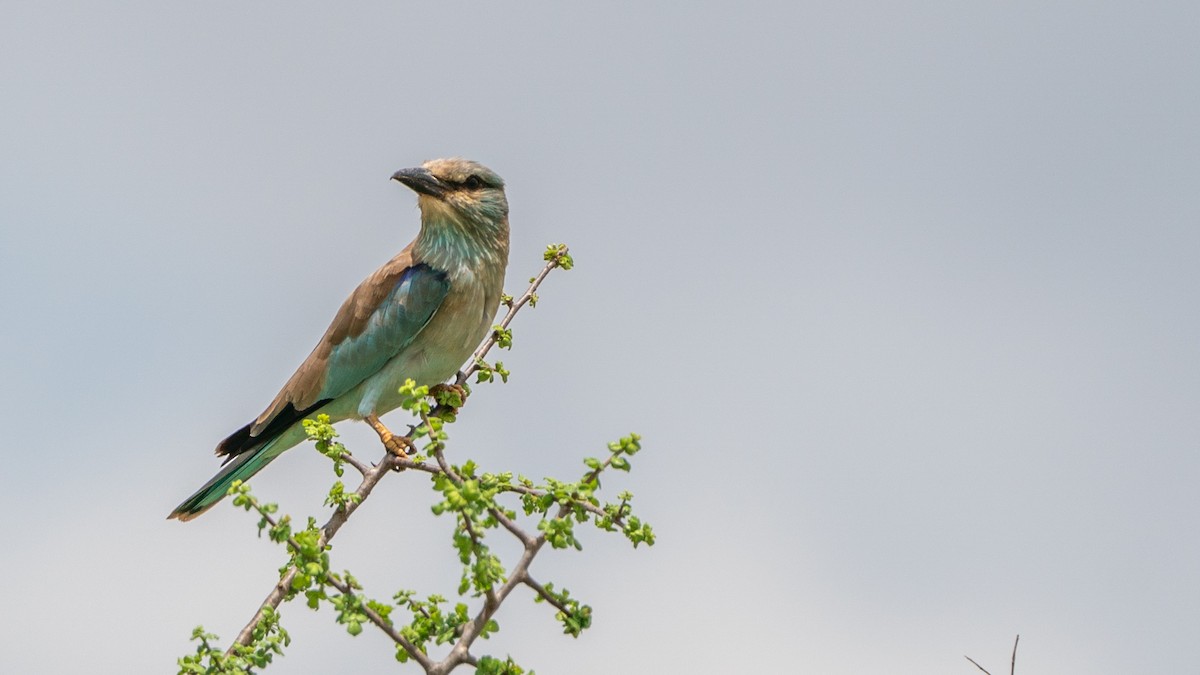 European Roller - ML646126873