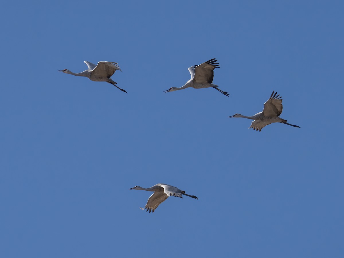 沙丘鶴 - ML646126877