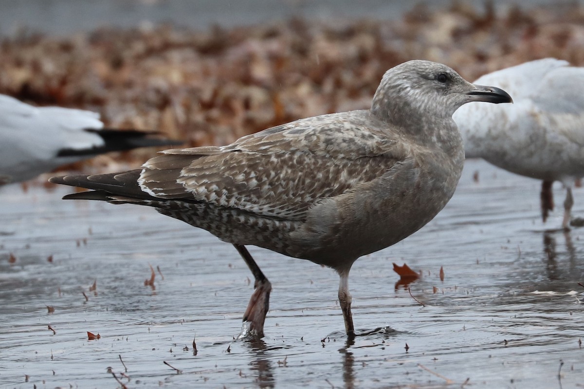 American Herring Gull - ML646126878