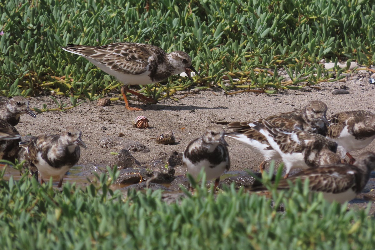 翻石鷸 - ML646126879