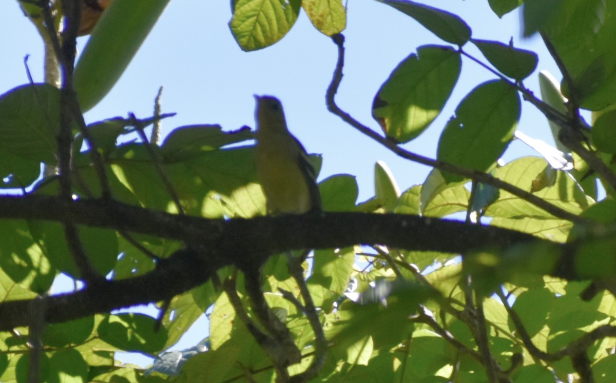 Western Tanager - ML646126880