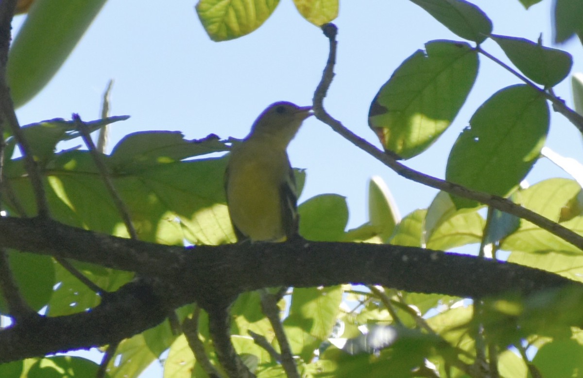 Western Tanager - ML646126881