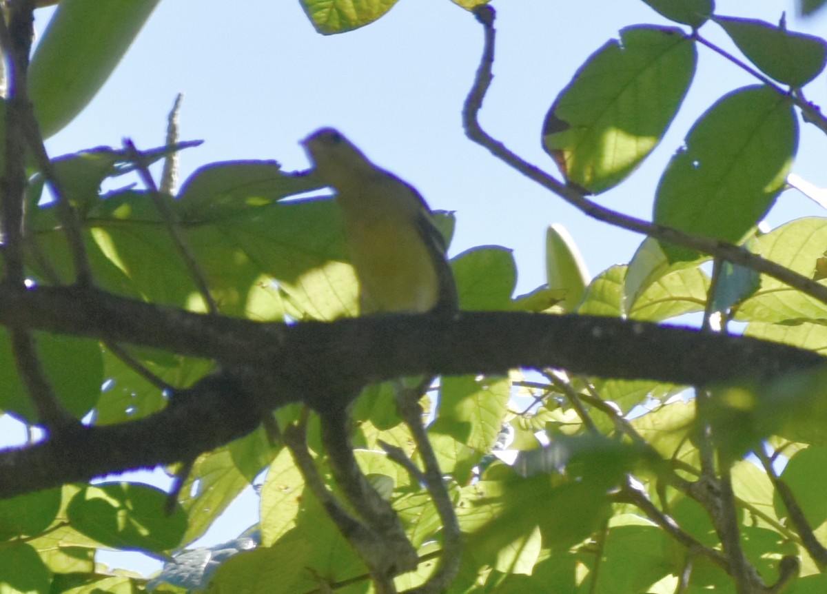 Western Tanager - ML646126882